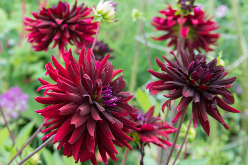 Dahlia Nuit d'E te