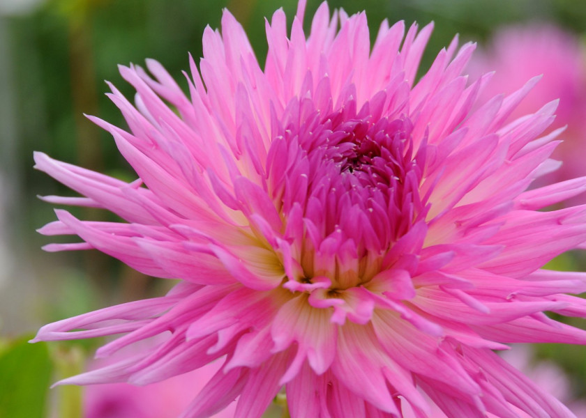 Dahlia Popular Guest Dahlia Popular Guest
