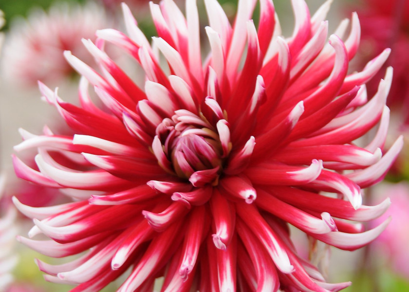 Dahlia Friquolet (1) Dahlia Friquolet (1)