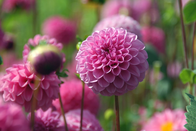 Dahlia Jan van Schaffelaar