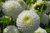 Dahlia White Aster