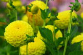 Dahlia Deepest Yellow