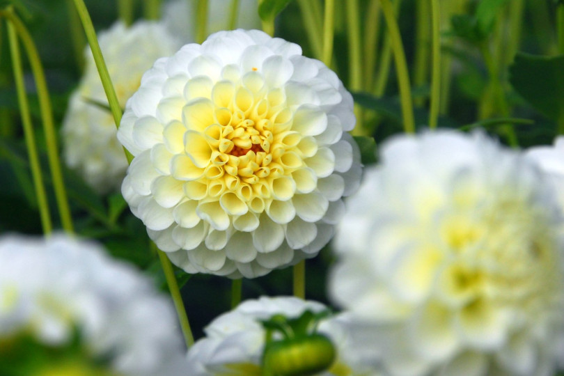 Dahlia Snowflake