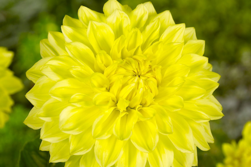 Dahlia Golden Torch