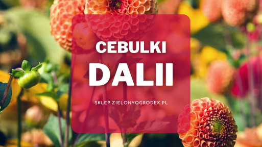 Cebulki dalii | Jakie wybrać i gdzie kupić?