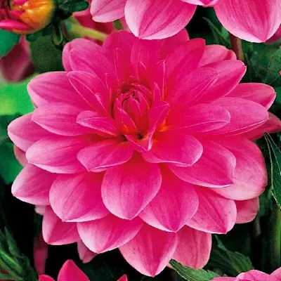 Dalia (Dahlia) 'Onesta'