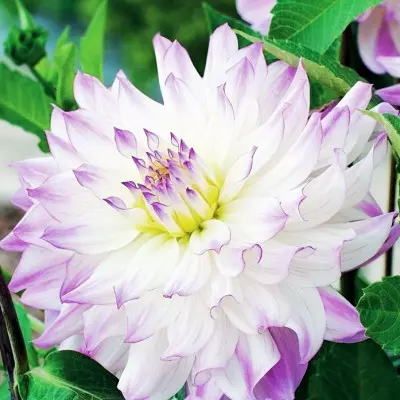 Dalia (Dahlia) 'Frencliff Ilussion'