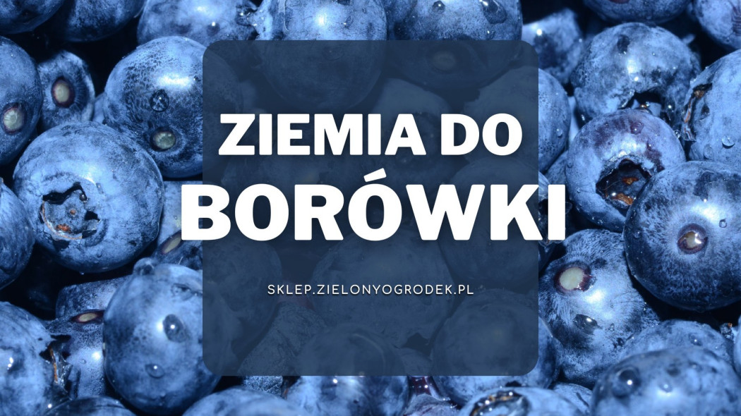 Ziemia do borówki Jaką wybrać i gdzie kupić