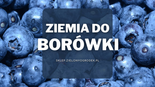 Ziemia do borówki | Jaką wybrać i gdzie kupić?