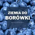 Ziemia do borówki | Jaką wybrać i gdzie kupić?