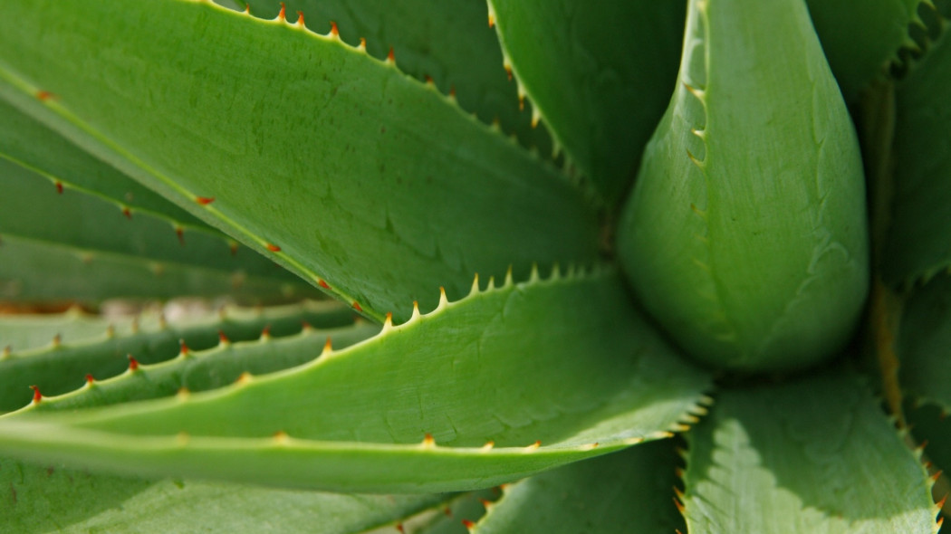 Aloes - fot. Al Sampang - Pixabay