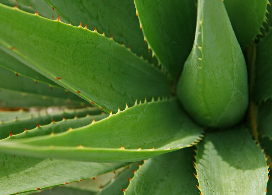 Aloes - fot. Al Sampang - Pixabay