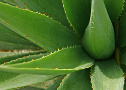 Aloes – właściwości lecznicze i zastosowanie