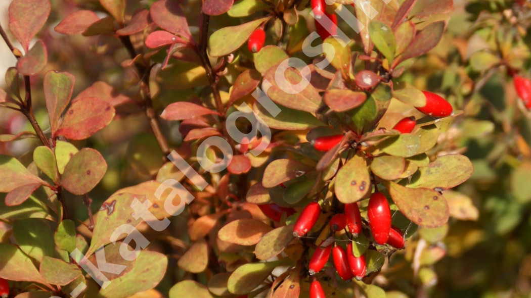 berberys Thunberga Berberis thunbergii Erecta Fot. Grzegorz Falkowski