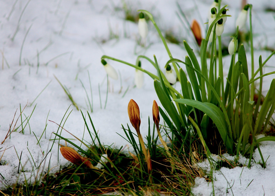 rośliny cebulowe kwitną zimą fot. Manfred Richter - Pixabay