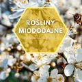 Rośliny miododajne do ogrodu | Lista kwiatów