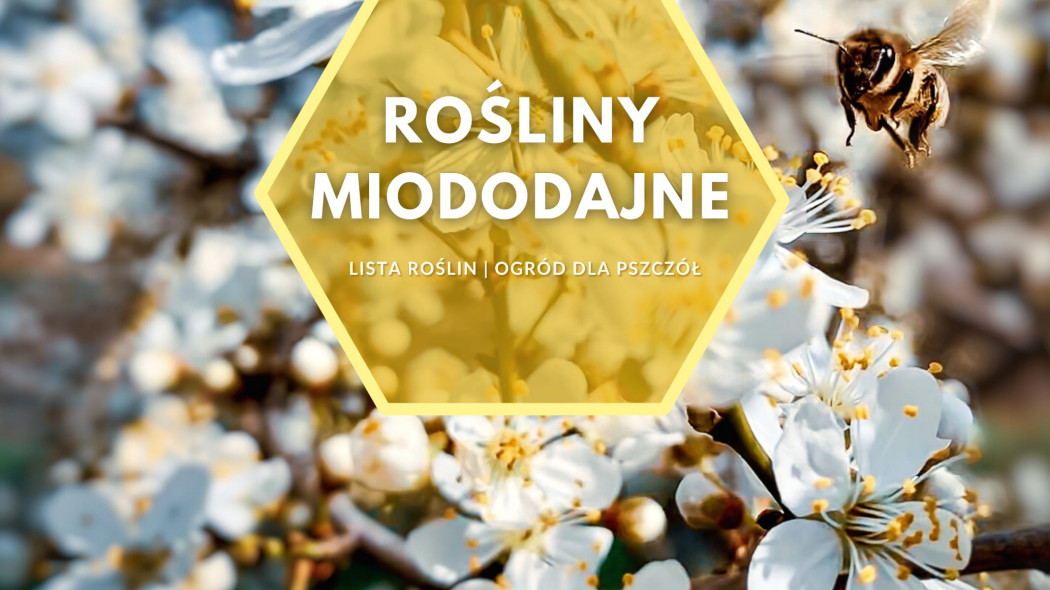 Rośliny miododajne do ogrodu Lista kwiatów, fot. Arthur Oleynik - Unsplash