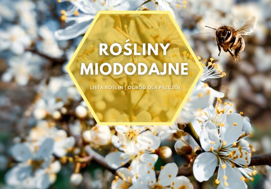 Rośliny miododajne do ogrodu | Lista kwiatów