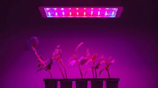 Lampy LED do doświetlania roślin | Jakie wybrać i gdzie kupić?