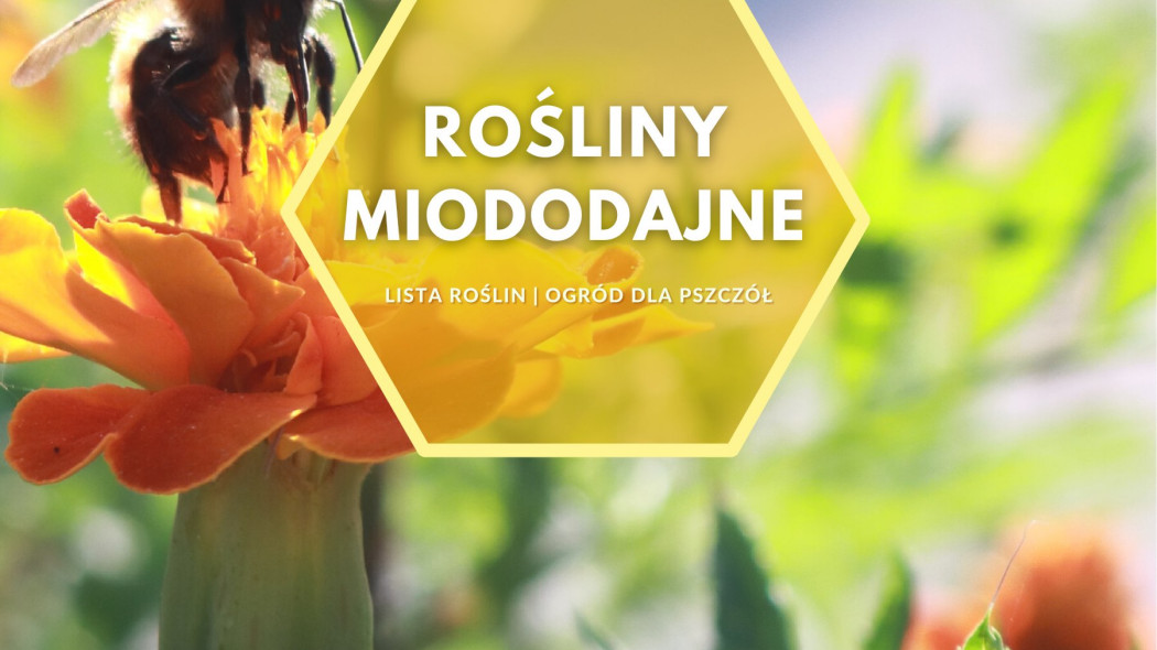 Rośliny miododajne do ogrodu Lista kwiatów, fot. Caterina Pia Naclerio - Unsplash