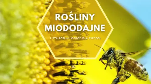 Rośliny miododajne do ogrodu | Lista kwiatów