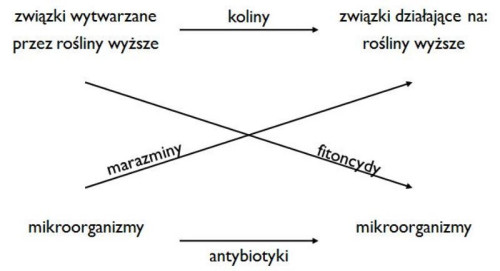 Oddziaływanie allelopatyczne - nazwy związków