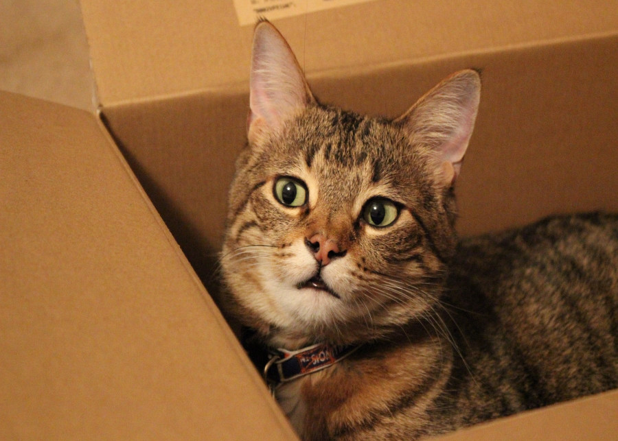 Dlaczego koty lubią siedzieć w pudełkach - fot. kaylaflam - Pixabay