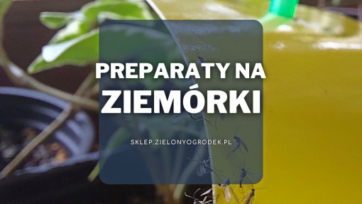 Preparaty na ziemiórki | Jakie wybrać i gdzie kupić?