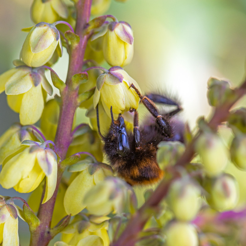 gwiazdy marca 6 niezawodnych gatunków mahonia japońska