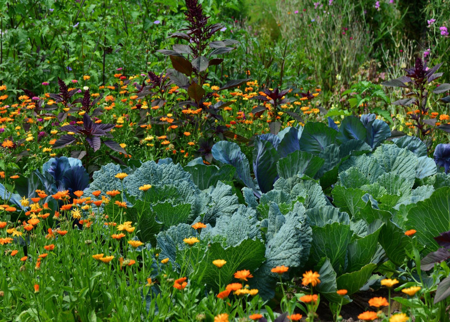 Modny ogród warzywny - fot. congerdesign - Pixabay