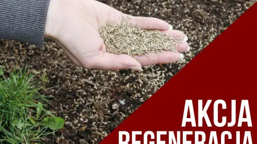 ABC renowacji trawnika | Jak to zrobić bez błędów? Jakie nasiona wysiać?