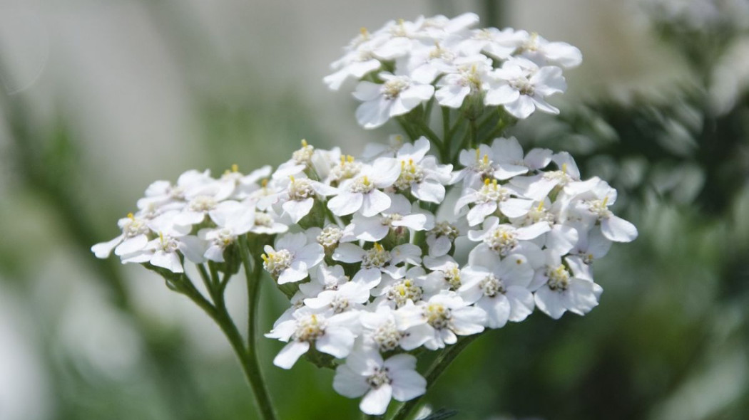 Krwawnik pospolity Achillea millefolium, fot. Tatiana6 - Pixabay