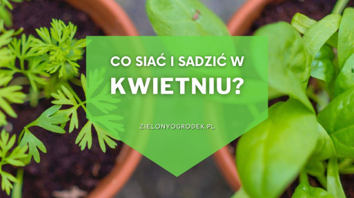 Co siać i sadzić w kwietniu? | Lista roślin