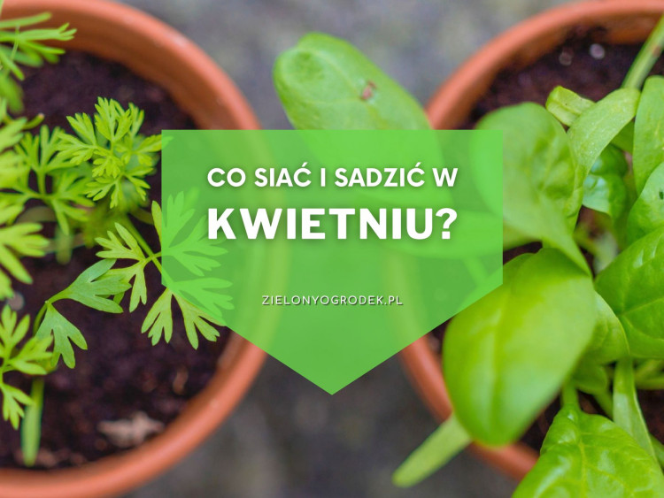 Co Mo Na Sia W Kwietniu Jakie Warzywa Kwiaty Zio A Wysiewa