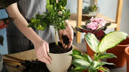 Dobre podłoże – czyli jakie? Jak wybrać ziemię do roślin?