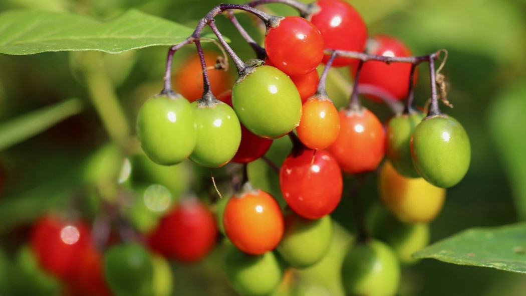 Psianka słodkogórz nightshade, fot. Annette Meyer - Pixabay