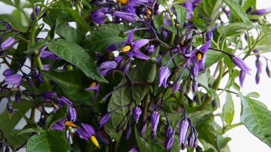 Psianka słodkogórz Solanum dulcamara, fot. Manka - Depositphotos