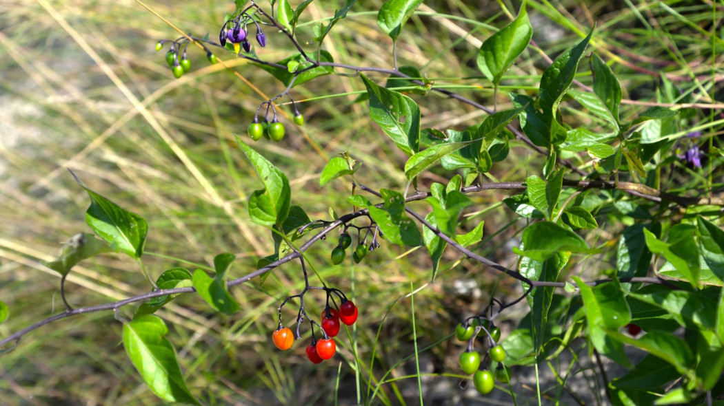 Psianka słodkogórz Solanum dulcamara, fot. vodolej - Depositphotos