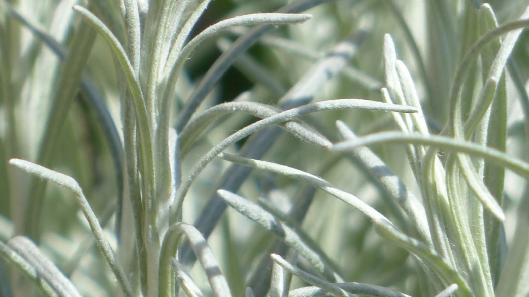 Kocanka włoska Helichrysum italicum, fot. Hans Braxmeier - Pixabay