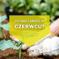 Co siać i sadzić w czerwcu? | Lista roślin