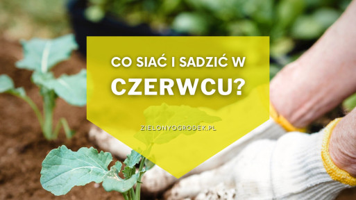 Co siać i sadzić w czerwcu? | Lista roślin