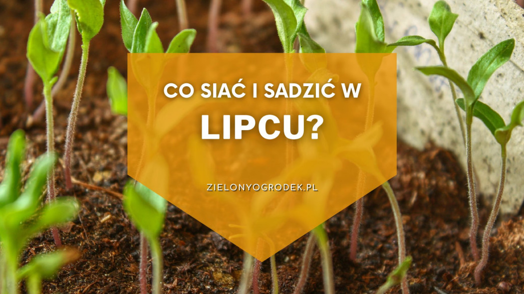 Co siać i sadzić w lipcu lista roślin, Zielony Ogródek