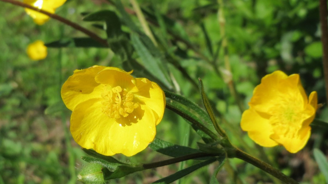 Jaskier bulwkowy Ranunculus bulbosus, fot. AnRo0002 (CC0) - Wikimedia