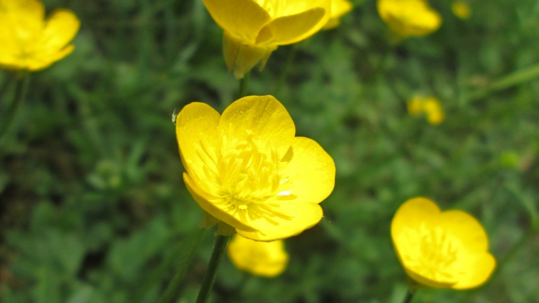 Jaskier bulwkowy Ranunculus bulbosus, fot. AnRo0002 (CC0) - Wikimedia