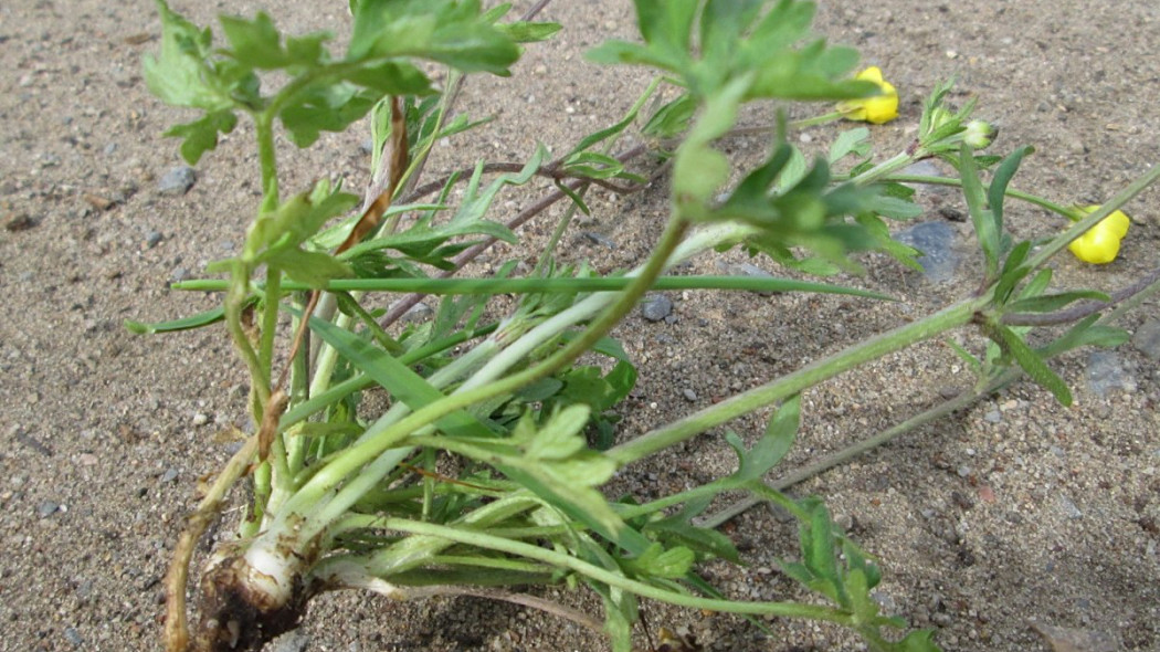 Jaskier bulwkowy Ranunculus bulbosus, fot. AnRo0002 (CC0) - Wikimedia