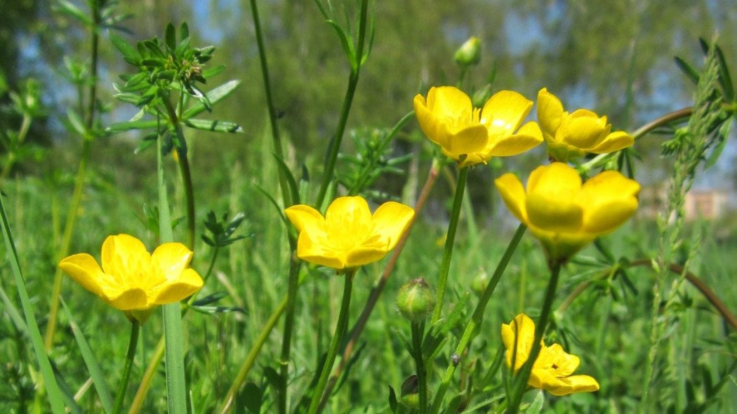 Jaskier ostry Ranunculus acris, fot. AnRo0002 (CC0) - Wikimedia