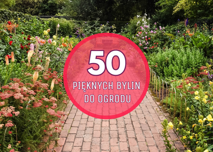 TOP 50 najpiękniejszych bylin do Twojego ogrodu