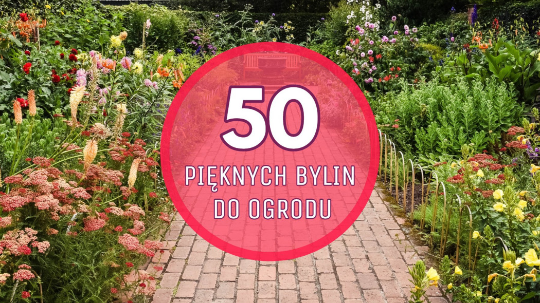 TOP 50 najpiękniejszych bylin do Twojego ogrodu