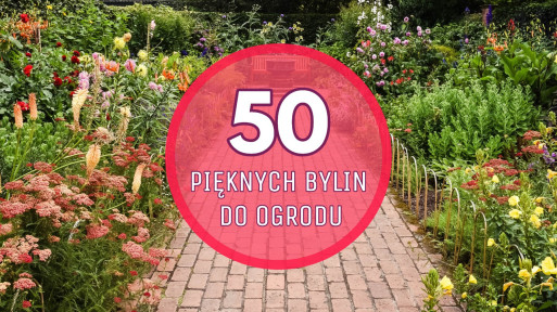 TOP 50 najpiękniejszych bylin do Twojego ogrodu