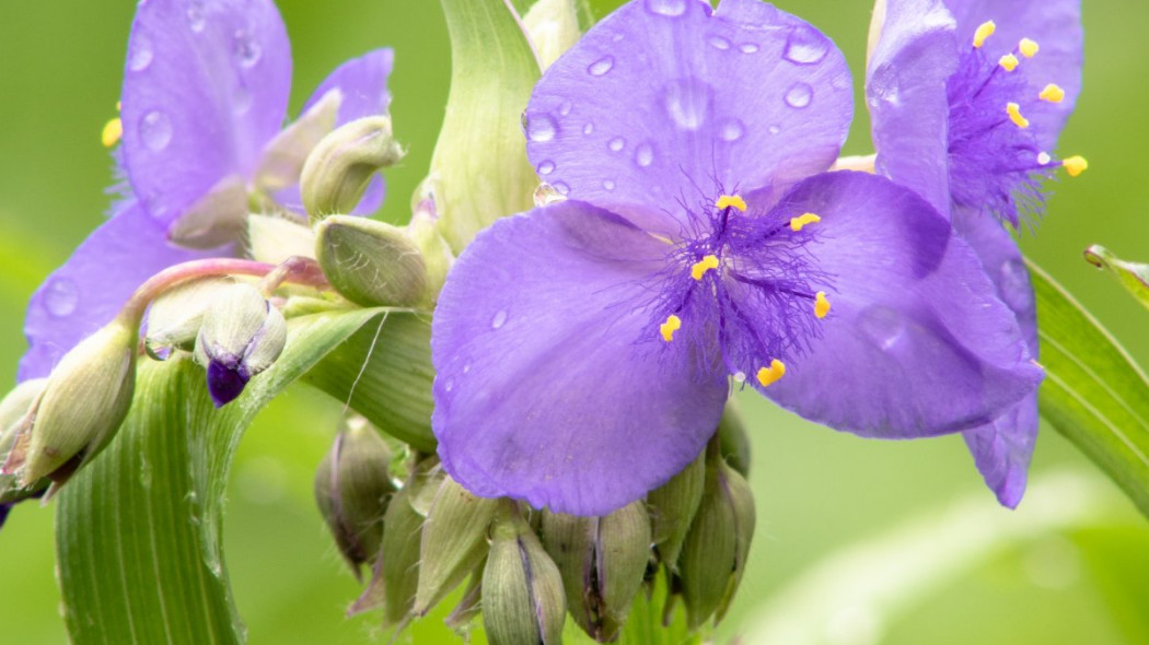 Trzykrotka virginiana Tradescantia, fot. Joshua J-Cotten - Unsplash